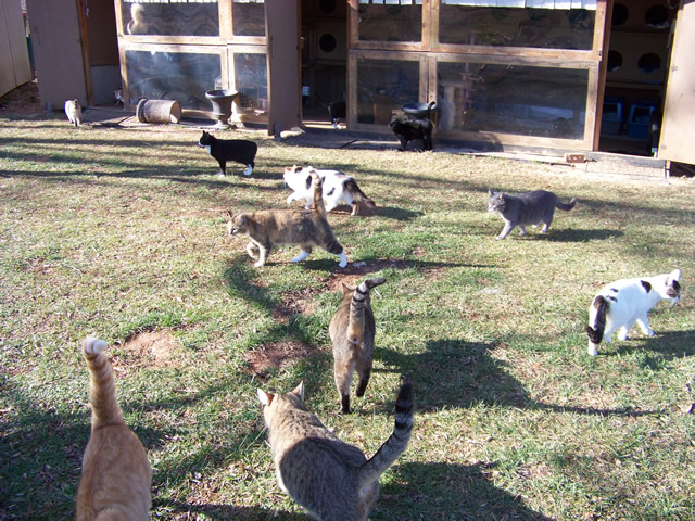 Freedom's Last Chance Sanctuary Photo 6