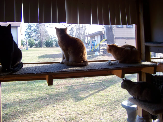 Freedom's Last Chance Sanctuary Photo 6