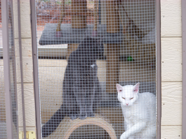 Freedom's Last Chance Sanctuary Photo 6