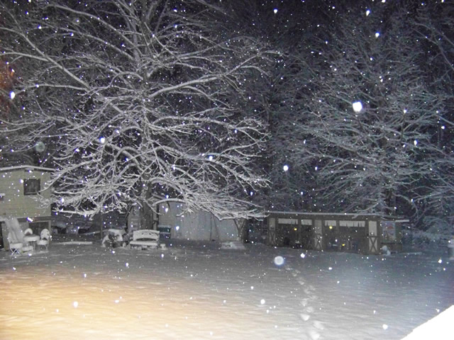 Freedom's Last Chance Sanctuary Photo 6